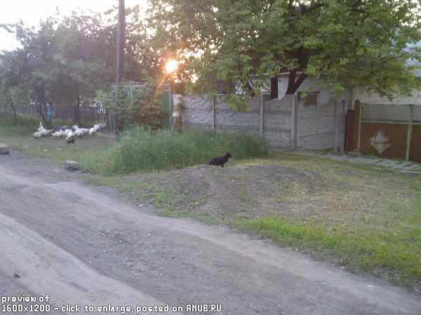 Деревня и деревенские коты (101 фото)