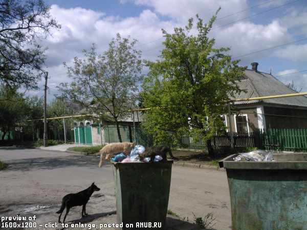 Деревня и деревенские коты (101 фото)