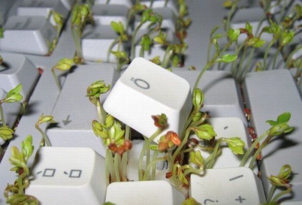 Трава на клавиатуре