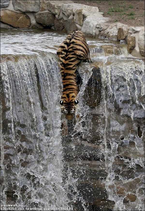 Амурский тигр спасается от жары
