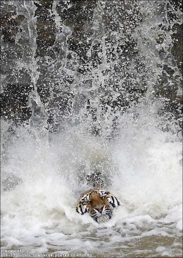 Амурский тигр спасается от жары