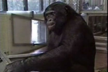 Шимпанзе играет в Пакмана