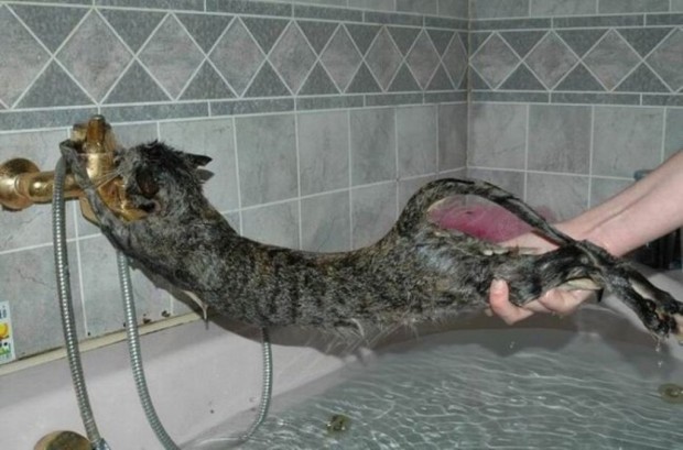 Инструкция по мытью кота