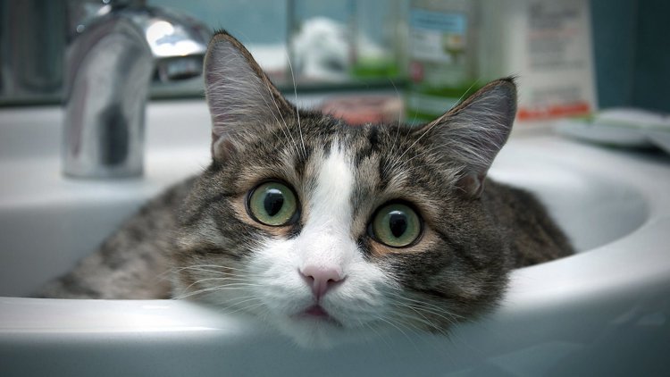 Инструкция по мытью кота ← Интересное чтиво на Ануб.Ру
