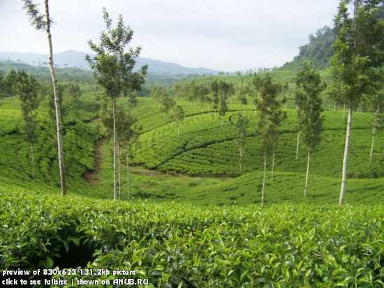 Экскурсия на чайную плантацию Ahmad в Тайланде