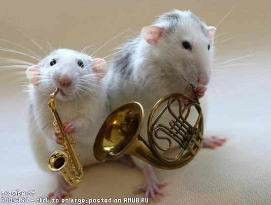 Забавный мышиный оркестр
