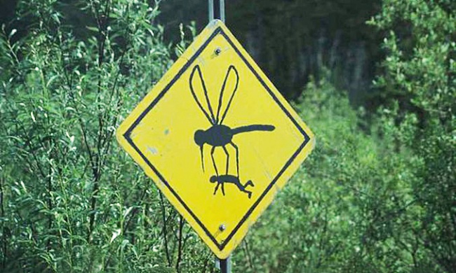 Почему комары кусают некоторых людей больше других ← Интересное чтиво на Ануб.Ру