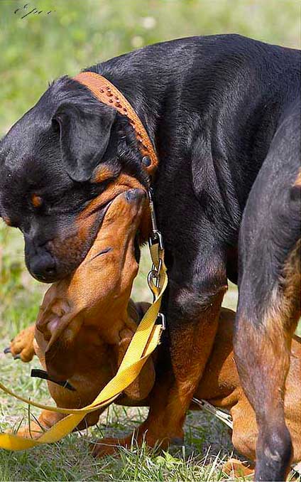 Собаки осваивают технику французского поцелуя