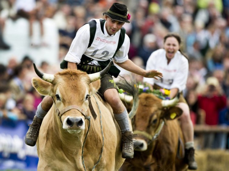 Чемпионат Баварии по скачкам на быках