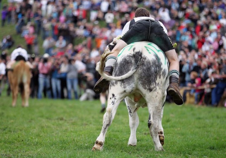 Чемпионат Баварии по скачкам на быках