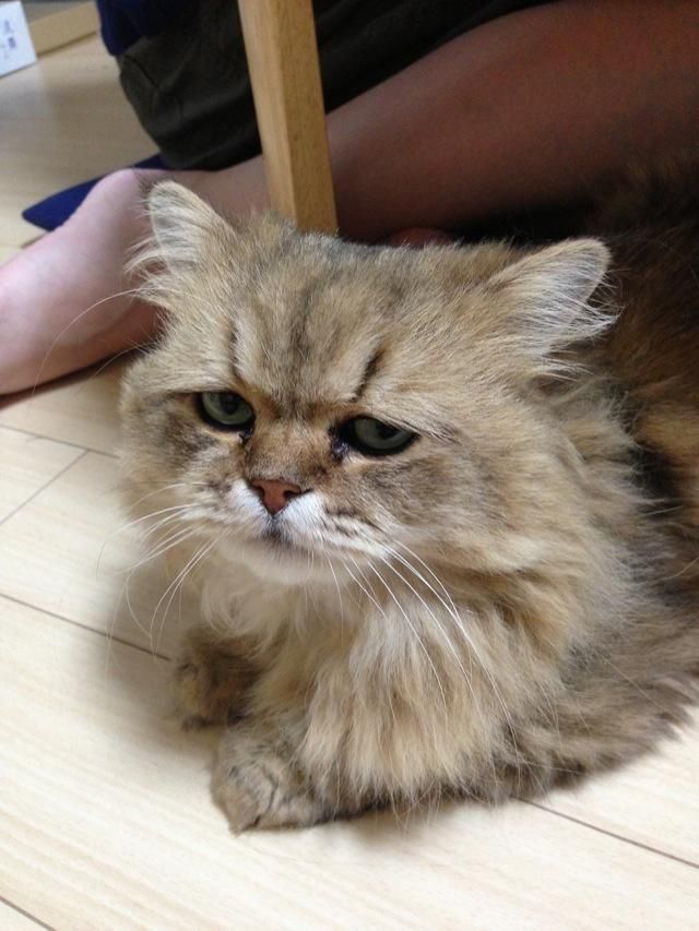 Фу-Чан — самый расстроенный кот в интернете