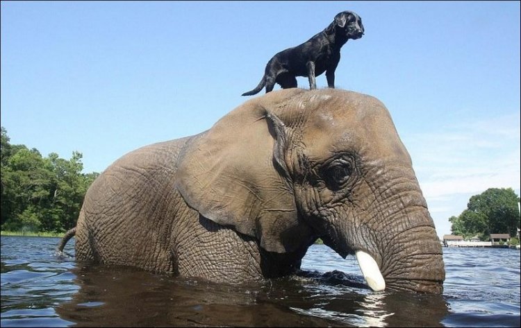 Слон и собака — лучшие друзья