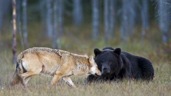 Сказ о том, как медведь с волком дружили