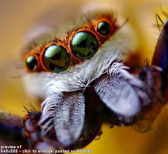 Глазастые пауки