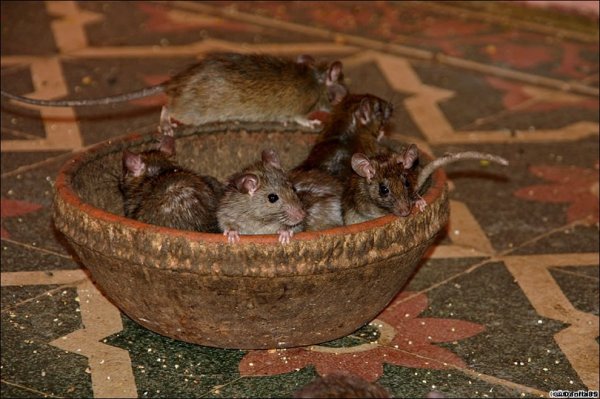 Карни Мата: Храм крыс