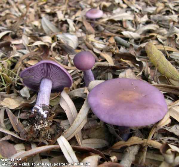 Симпатичные грибы