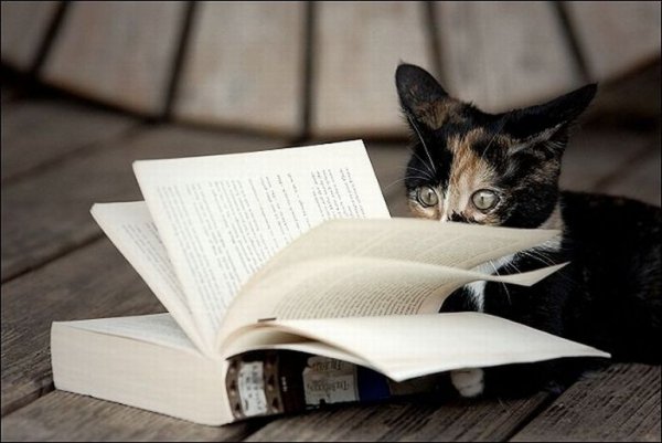 Кошки, которые любят читать