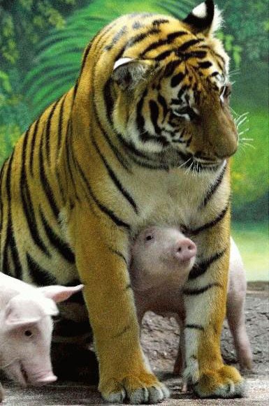 Папаша-тигр с сынками